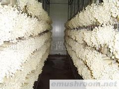 供应菌种菌棒出售