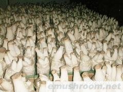 供应菌种菌棒出售