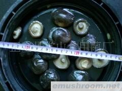 求购盐渍香菇(图)