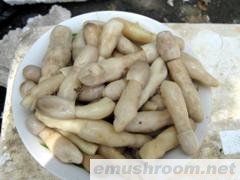 供应鸡腿菇