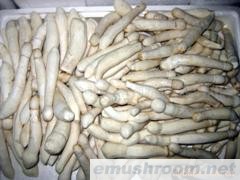 供应鸡腿菇