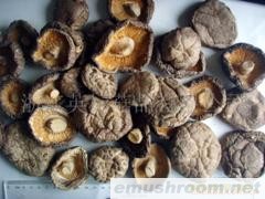 供应各种规格香菇