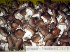 供应袋料栽培香菇菌棒(图)