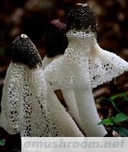 供应鲜竹荪（竹笙）