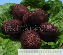 供应鲜竹荪蛋/竹荪球（竹笙）