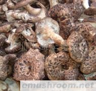 供应鲜、冻、干黑虎掌菌