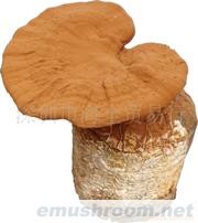 供应鲜活赤灵芝