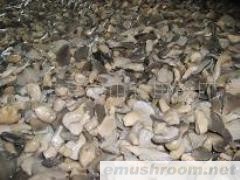 批发供应盐渍平菇,