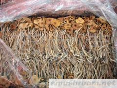 供应茶树菇干