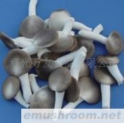供应速冻平菇
