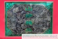 供应黑木耳