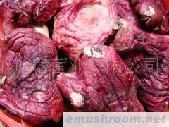 供应；野生红菇 野生菇  蘑菇 野生菌 红菌