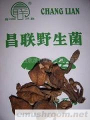 批发供应野生菌，四川Manbetx体育手机版推荐A9版本，山珍，土特产，农副产品