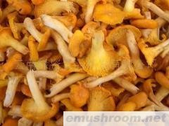 供应鸡油菌Manbetx体育手机版V17版本发布.官网安卓网.香港