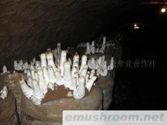 供应鸡腿菇