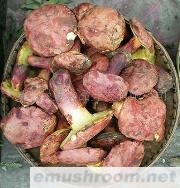 供应红牛肝菌（红葱）