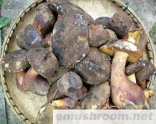 供应黑牛肝菌