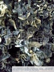 供应黑木耳(图)
