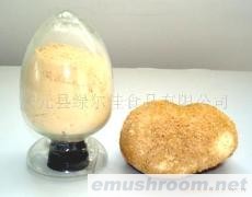 供应猴头菇和猴头菇粉