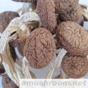 原产地直销批发供应正宗广昌茶树菇茶薪菇 农产品批发