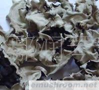 供应东北优质秋耳