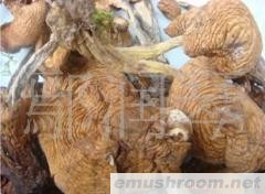 供应野生榛蘑