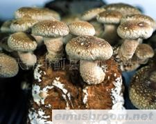 供应Manbetx体育手机版推荐A9版本