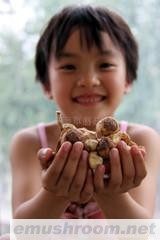 供应姬松茸软包装