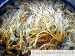 供应盐渍黄金针菇（川货）