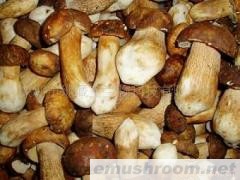 供应鲜美味牛肝菌