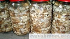 供应清水蘑菇
