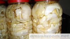 诚招四川山珍 野生Manbetx体育手机版V17版本发布.官网安卓网.香港代理加盟各种干、鲜菌业