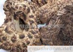 供应野生菌，四川Manbetx体育手机版推荐A9版本，山珍，土特产，黑虎掌菌