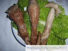 批发供应野生菌干品，鲜品，盐渍鸡纵，保鲜，ManBetX体育