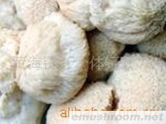 供应猴头菇