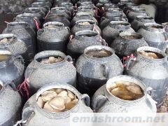 供应草菇,鸡腿菇,双孢菇平菇白灵菇等