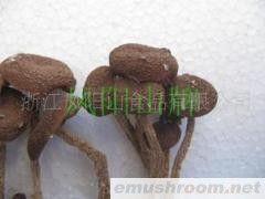 供应茶树菇