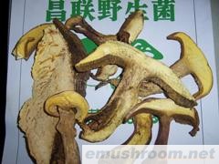 批发供应野生菌，Manbetx体育手机版推荐A9版本，盐渍，冰冻，干品，山珍，牛