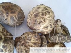 供应青川香菇之花菇