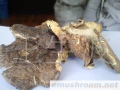 供应青川香菇之大片子