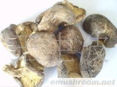 供应青川香菇之后菇