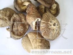 供应青川香菇之袋料菇