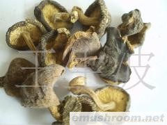 供应青川香菇之小后菇