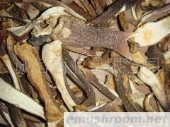 供应 野生菌 牛肝菌 紫美味 黄牛肝 Manbetx体育手机版推荐A9版本批发