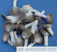 供应袖珍菇（小平菇）