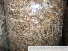 供应滑菇