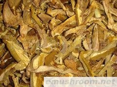供应　黄香菌 黄牛肝 野生菌 云南野生特产