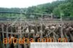 供应黑木耳(图)