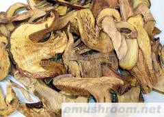 供应黄黄牛肝菌
