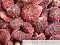 供应 野生菌 蘑菇 野生红菇 珍稀野生菌
